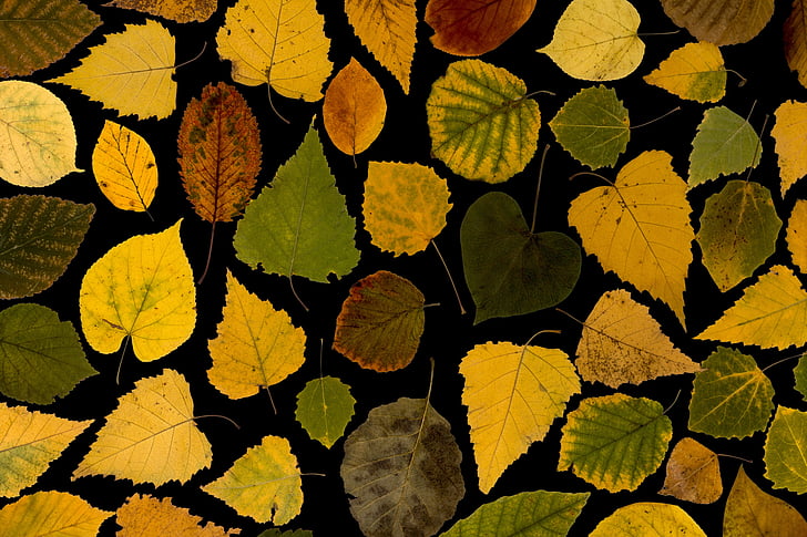 assorted-color leaf lot