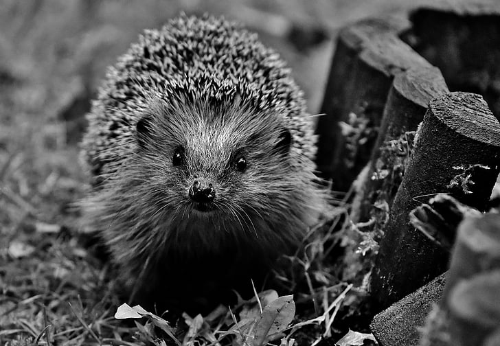 greyscale photo of hedgehog