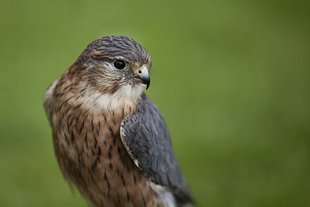 focus photography of short-beaked brown bird