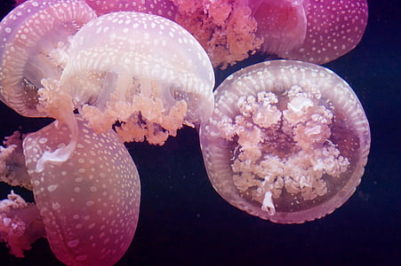 close up photo of group of pink jellyfish