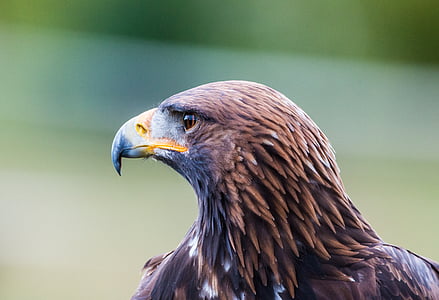 shallow focus photography of eagle