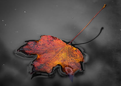 red maple leaf on body of water