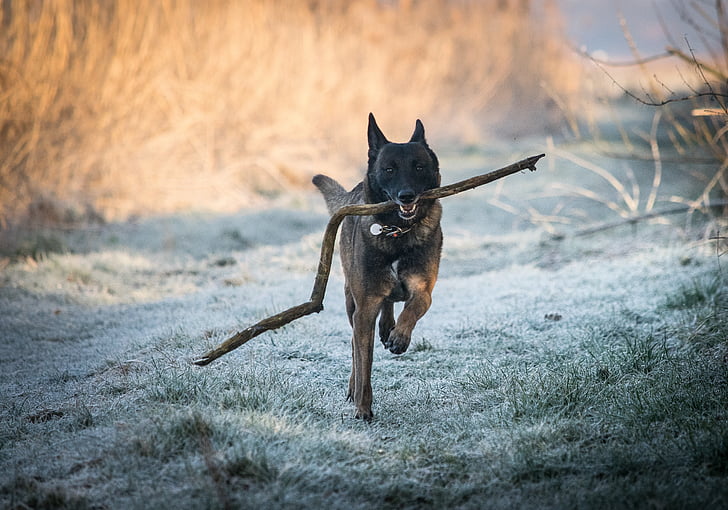 adult black and brown Belgian malinois carrying fetch stick
