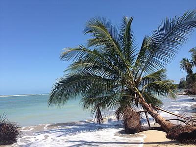 fallen green coconut tree in beach
