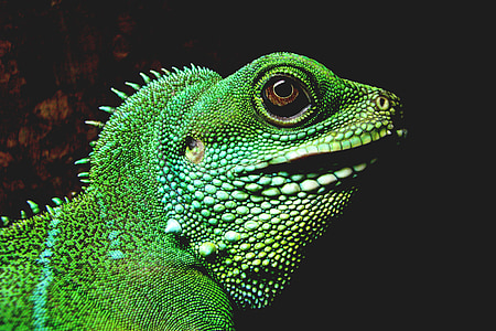 selective focus photography of green iguana