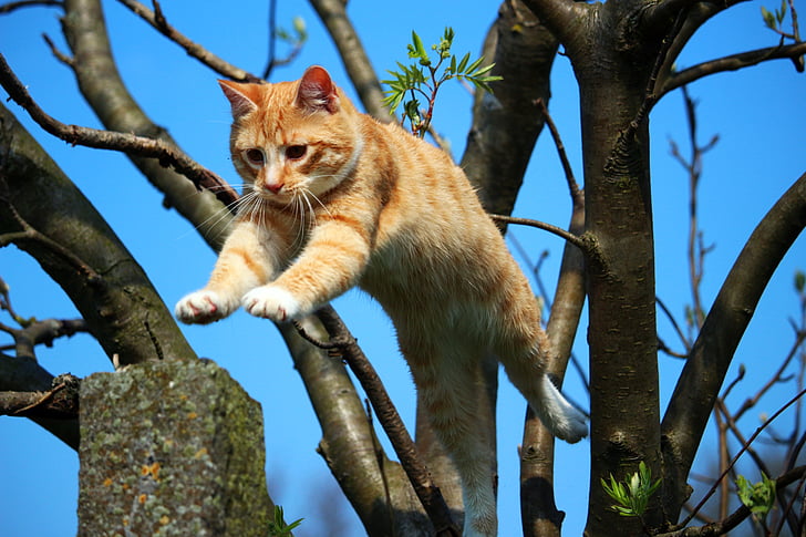 orange tabby cat jumping on tree