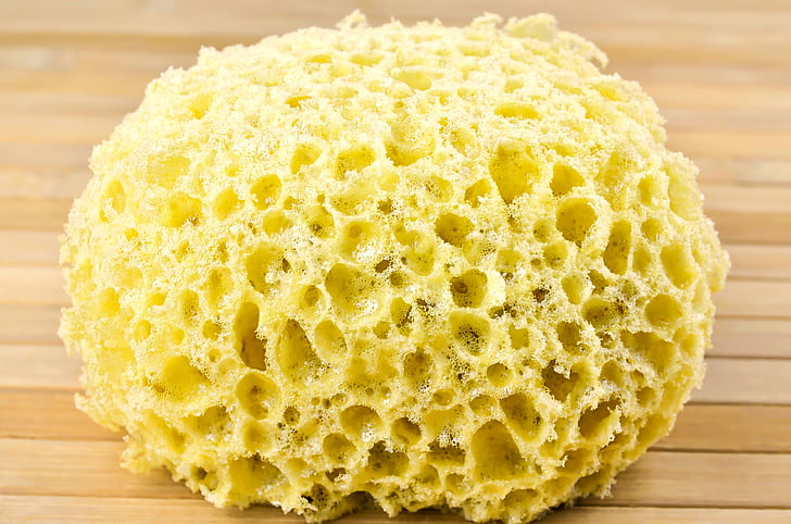 photo of coral sponge