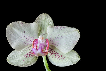 white and pink moth orchid flowers