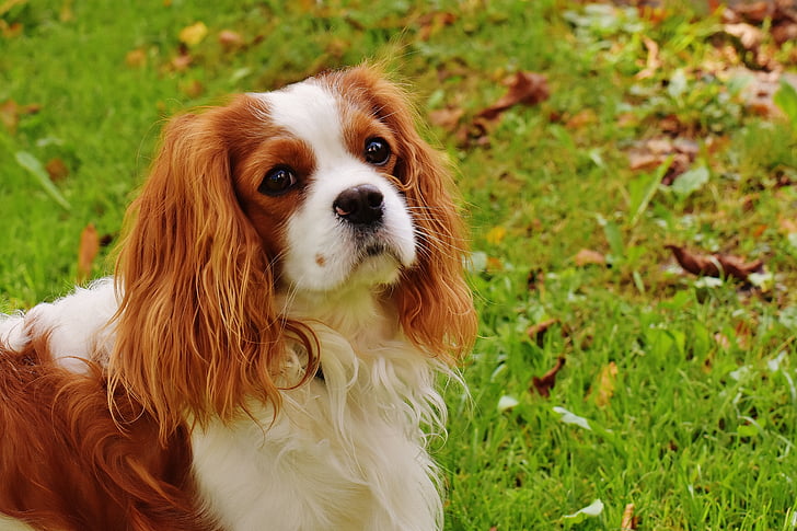 adult King Charles Spaniel walking on a green grass
