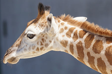 photo of beige and brown giraffe