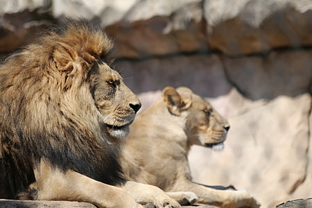lion and lioness sitting near rock