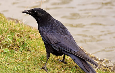 black raven stands on green grass during daytime