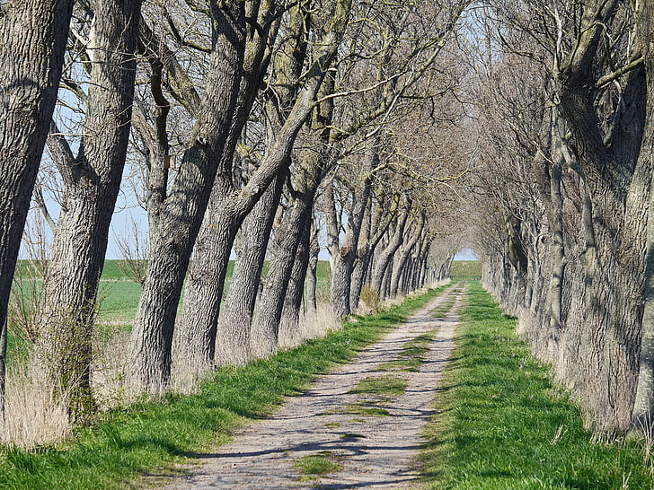 vehicle road between leafless tree