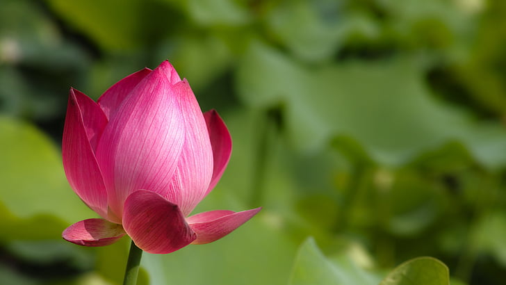 pink lotus flower blossom in selective focus photography