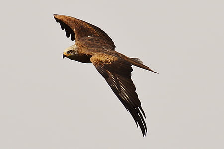 brown eagle