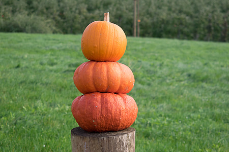 three stacked pumpkin on brown wooden log