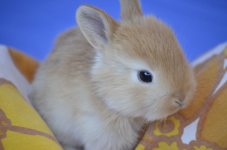 brown rabbit on orange textile