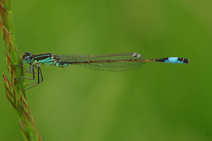 green damselfly perched on green leaf at daytime