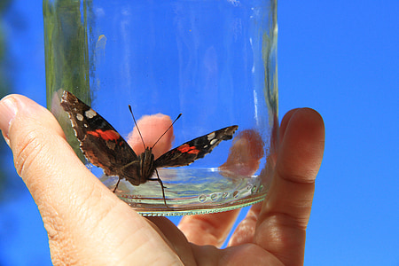 painted lady butterfly in clear glass jar at daytime