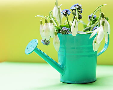 shallow focus photography of white flowers in teal watering can