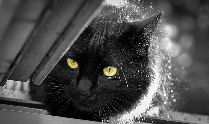 grayscale photo of black cat