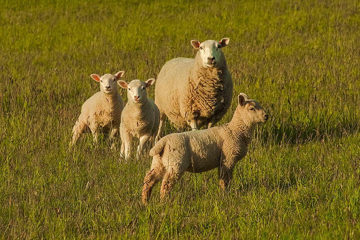 four brown sheep standing on green grass
