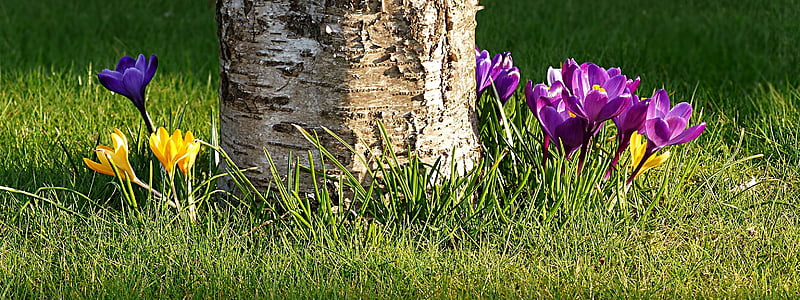 purple petal flower beside tree