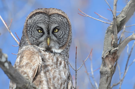 photo of brown and white owl perched on gray branch