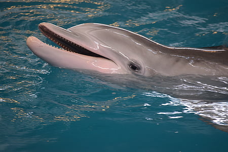 dolphin playing on water