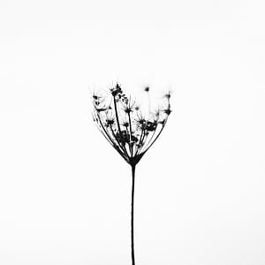 grayscale photography of dandelion