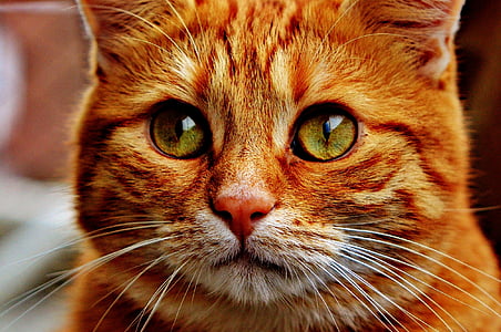 closeup photography of yellow tabby cat