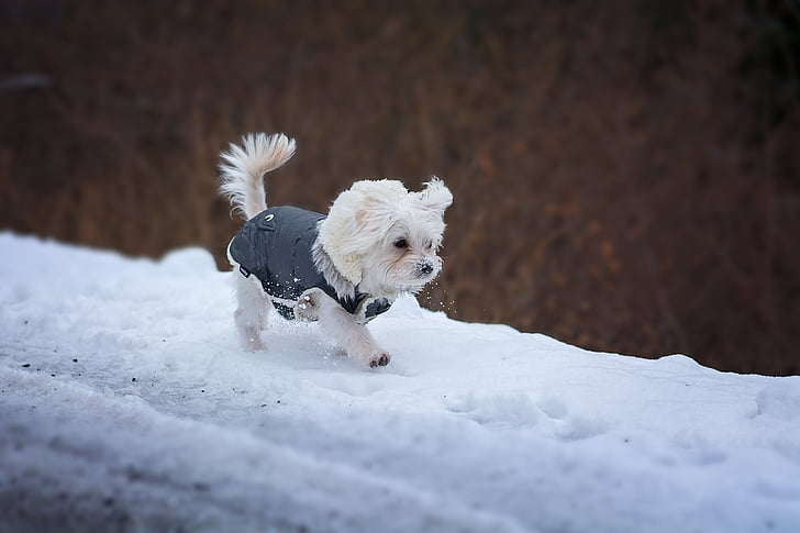 white puppy walking on snow