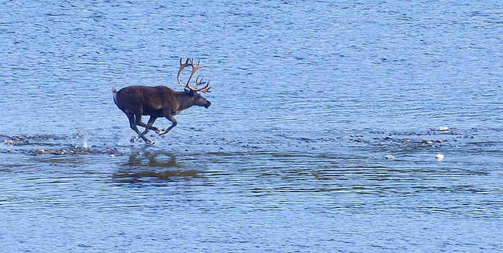 moose walking on water during daytime