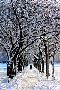 person wearing black shirt walking in the middle of snow-covered trees during daytime