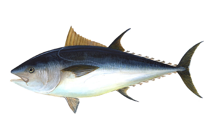 blue and gray tuna illustration