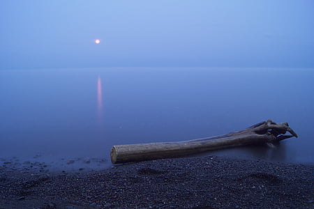 brown driftwood on body of water