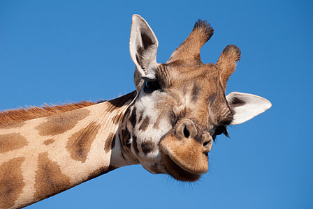 photo of brown and beige giraffe