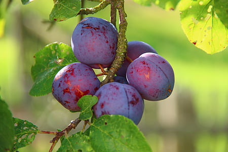 shallow focus photo of fruits