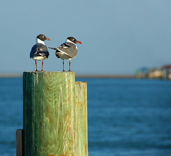 two gray-and-white birds on top of wood pillar