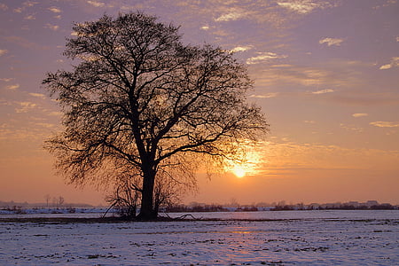 brown bare tree surrounded with white snow during sunset