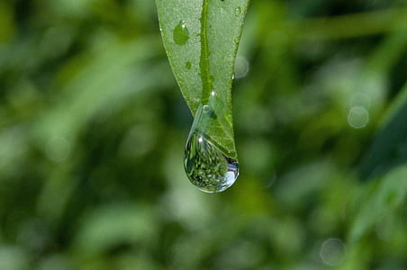 water on the leaf