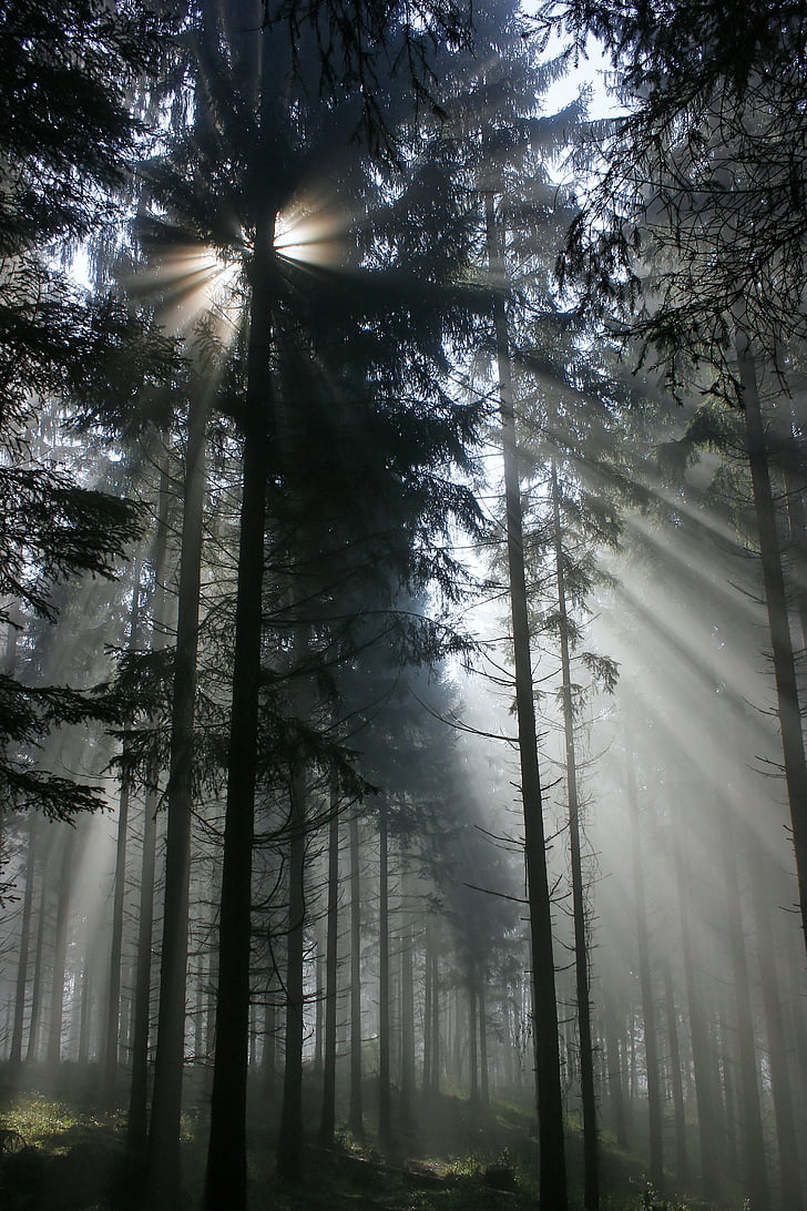 sun rays seeping through pine trees in forest
