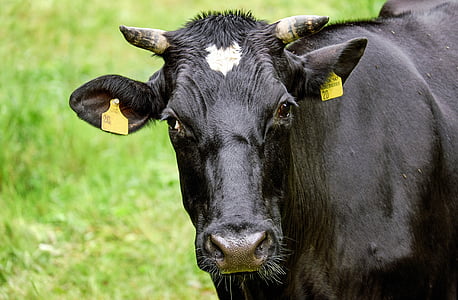 black cattle on green grass field