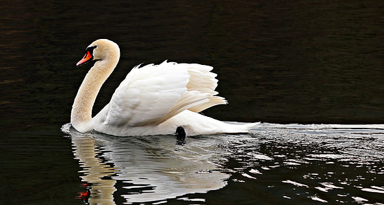 white swan floats on body of water at daytime