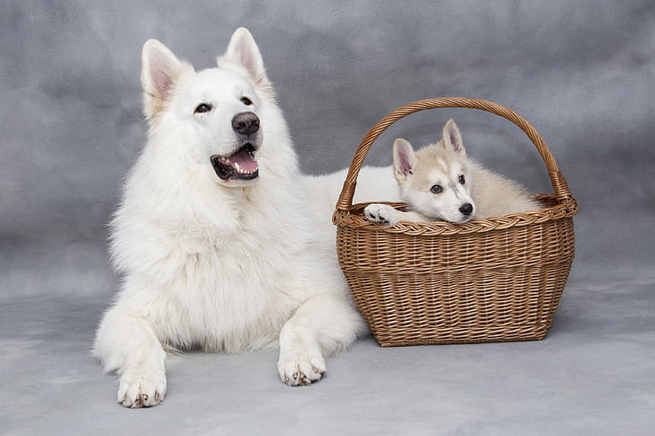 white Siberian husky with puppy on basket
