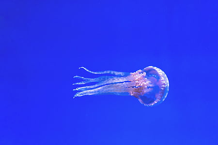 gray jellyfish photo