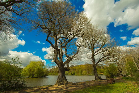brown trees near lake at daytime