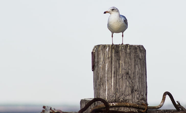 white bird perched on gray log