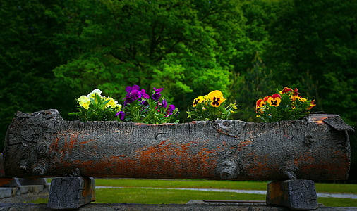 four assorted-color-and-type flowers planted on tree log