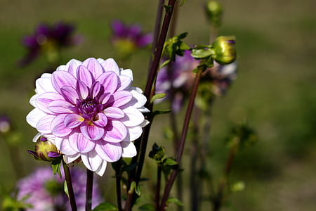 purple Dahlia flower macro photography